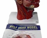 EVOTECH Human Half Head Superficial Neurovascular Model with Musculature - £50.89 GBP