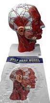 EVOTECH Human Half Head Superficial Neurovascular Model with Musculature - £51.19 GBP