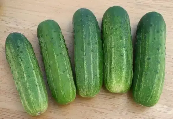 LWS Wisconsin SMR 58 Cucumber Pickling Non Gmo Herb 100 Seeds Fast Shipping - $9.50