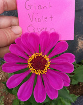 Violet Queen Zinnia Seeds Massive Blooms -20 Seeds Fresh Garden Usa Seller - £8.06 GBP