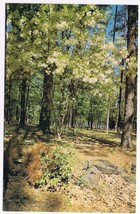 Texas Postcard Dogwood In Bloom Forest Fairyland Spring East Texas - £2.28 GBP