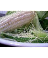 Silver Queen Sweet Corn Seeds, White Sweet Corn F1 Hybrid, FREE SHIPPING - $33.24 MXN+