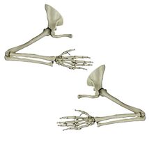 New Life Size Pair BUCKY SKELETON ARMS Set-2nd Class Resin Anatomical Up... - $75.97