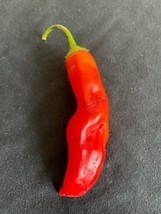 Sell Store 30 Sugar Rush Red Pepper Seeds Heirloom Prolific Peruvian/Bolivian Fr - £6.84 GBP