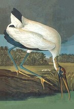 Wood Stork by John James Audubon - Art Print - £17.29 GBP+