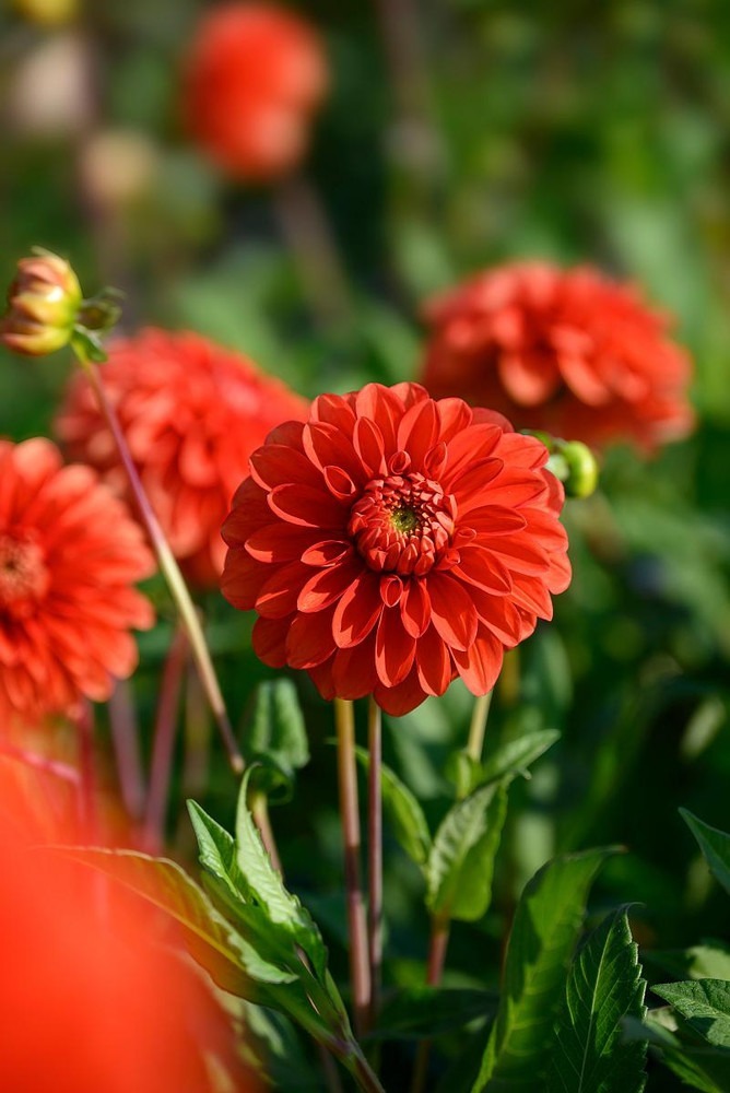 Happy Halloween Ball Flowering Dahlia - 1 Top Size Root Clump - $31.99