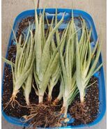 Large Aloe Vera 1 Plant live - $19.80
