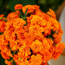 New French Marigold Tangerine Double Dwarf Beneficial Plant Non-GMO 100 Seeds! - $3.98