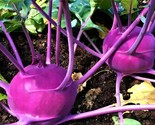 Purple Vienna Kohlrabi Seeds 500 Seeds Non-Gmo   Fast Shipping - £6.41 GBP