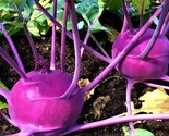 Purple Vienna Kohlrabi Seeds 500 Seeds Non-Gmo   Fast Shipping - $7.99