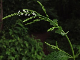 White Vervain 1000 Seeds for Planting | Verbena Urticifolia Native Wildflower  - £13.57 GBP
