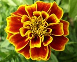 Florist Choice French Marigold Tagetes Patula Durango 20 Seeds - $8.99