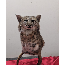 FHPAT7-Bobcat pedestal head mount on real antler - $650.00