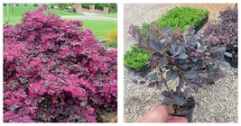 NEW! Plum Delight Loropetalum ( chinese fringe ) - Live Plant - ( 1 QT ) - $45.99