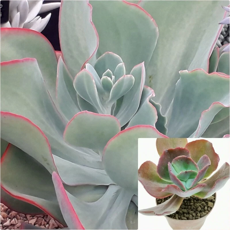 3 Cuttings Echeveria Dusty Rose Succulents Plant Echeveria gigantea Not ... - $19.82