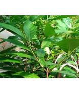 Daun Salam- Syzygium Polyanthum Leaf (Dried and Powder), 80 Gram - $19.60