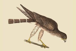 Pigeon Hawk - £15.59 GBP