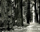 RPPC Alberi Lungo Autostrada IN Serried Ranghi Il Sequoie Stand Ca Unp C... - $7.13