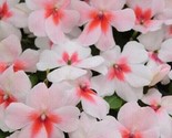 Impatiens Super Elfin Xp Cherry Splash Flower Impatiens 50 Seeds - £4.71 GBP