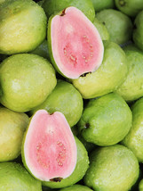 50+ Sweet Pink Tikal Guava Seeds - $9.99