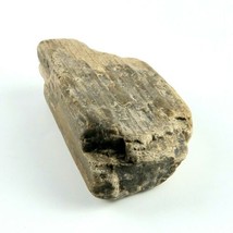 Petrified Wood Beam Fragment 1lb 2.4 oz 5" x 1.25" x 2.75” Stone Rock image 2
