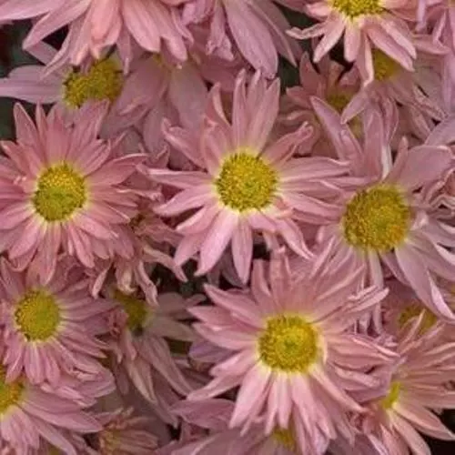 Chrysanthemum Samba Pink Hardy Mum Shasta Daisy 2.5 Inch Pot  - £20.05 GBP
