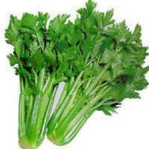 HS Celery Tall Utah 200 Seeds  - £4.53 GBP