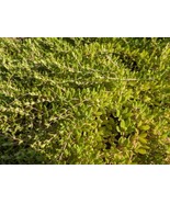 Old Fashioned Gold Moss Sedum Sarmentosum Stonecrop - 2 Rooted Clumps - $7.95