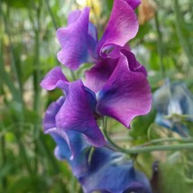 50+ Blue Shift Sweet Pea Seeds – Fragrant Climbing Flowers for Garden - $16.50