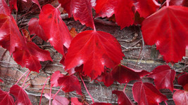 Virginia Creeper Vine {Parthenocissus quinquefolia} 25 seeds |  - $10.16