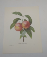 P J Redoute Beautiful Flowers Nectarine Fruit Botanical Art Print Book P... - $16.62 CAD