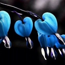 25 Blue Bleeding Heart Seeds Flowers Perennial Flower - £7.86 GBP