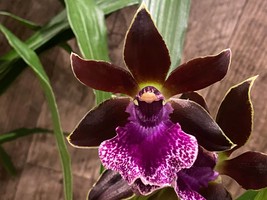 In Bloom Zygopetalum Debbie De Mello &#39;&quot;Honolulu Baby&#39; AM/AOS (3.5&quot; Pot) - £22.62 GBP