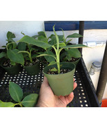 Dwarf Cavendish Banana - Live Banana Plant - Dwarf Banana - $18.78