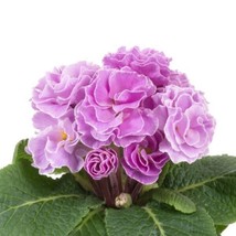 Primula Seeds Acaulis Paradiso Double Lavender 25 Primrose Seedsgarden Beautiful - £23.74 GBP