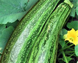 Caserta Zucchini Seeds 30 Seeds Non-Gmo Fast Shipping - £6.28 GBP