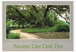 Louisiana Postcard Southern Louisiana Ancient Live Oak Tree - £1.71 GBP