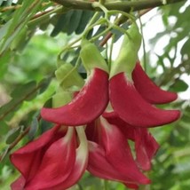 Dwarf Red Sesbania Grandiflora Seed Dwarf Varieties Red Hummingbird Seed Red Aga - $17.93