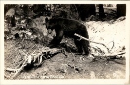RPPC Washington Native Bear Cub  Postcard U6 - £7.82 GBP