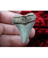 (S233-36) 1-3/4&quot; Fossil MEGALODON Shark Tooth Teeth JEWELRY love sharks ... - €36,66 EUR