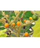 Lulo Orange Tree Organic 10 seeds From US - $9.20