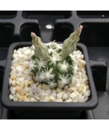 ESCOBARIA Abdita Unusual Cactus - 5 Seeds - $36.26