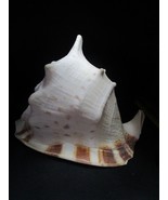 Large Horned Helmut Conch 11 x 9&quot; aquarium decor marina - $196.88 CAD