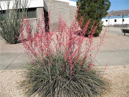 25 Red Yucca Hesperaloe Parviflora Hummingbird Coral Texas Yucca Flower Seeds Fr - $15.20