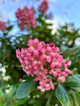 VP Escallonia Laevis Pink Princess - 10 Cuttings - Usa - $11.49