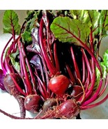 150 Seeds Ruby Queen Beet Beta vulgaris Red Heirloom Non-GMO Fresh Seeds - $5.18