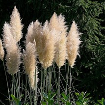 3 White Pampas Grass Live Plants in 2.5-inch Nursery Cubes Cortaderia Se... - $44.99