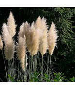 3 White Pampas Grass Live Plants in 2.5-inch Nursery Cubes Cortaderia Se... - $44.99