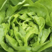 Bibb Lettuce - Seeds - Organic - Non Gmo - Heirloom Seeds – Vegetable Seeds - £4.68 GBP