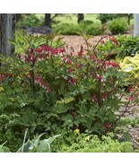 SRN 25 Maroon Bleeding Heart Seeds Dicentra Spectabilis Flower Garden - €21,05 EUR